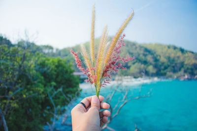 Cropped hand of woman holding plants against sea