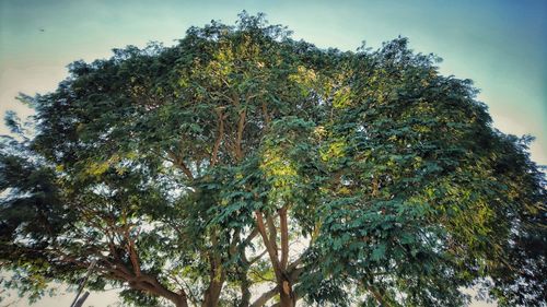 Low angle view of tree against sky