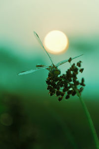 Close-up of insect on plant