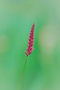 Close-up of fresh green leaf