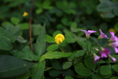 Close-up of purple flowering plant