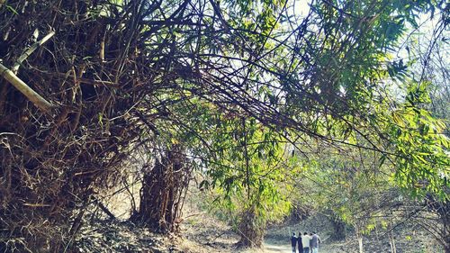 Trees growing in forest