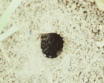 Close-up of insect on sand