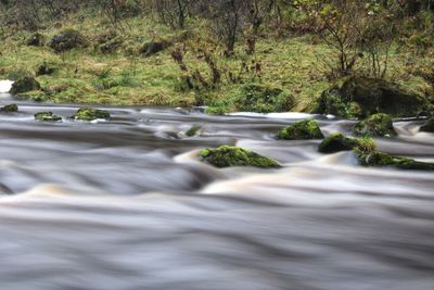 River amidst trees in forest