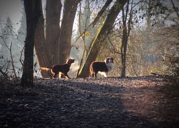 Horses on tree in forest