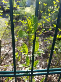 Close-up of plant growing on field