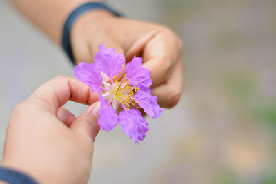 Close-up of hand holding purple flower