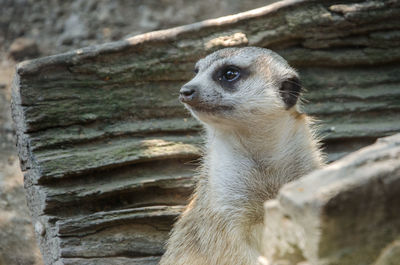 Low angle view of meerkat