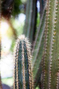 Close-up of cactus plant