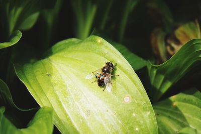 Close-up of fly on leaf
