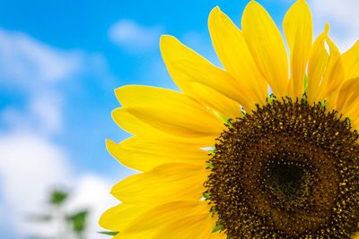 Close-up of sunflower against sky