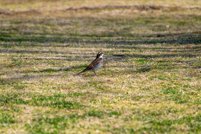 Bird perching on a field