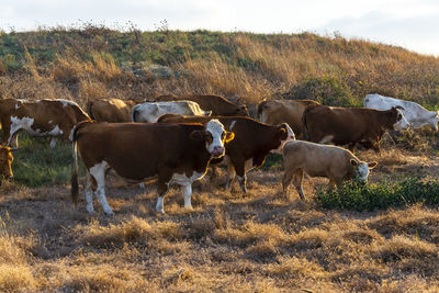 Cows in a field