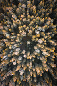 High angle view of pine tree in forest