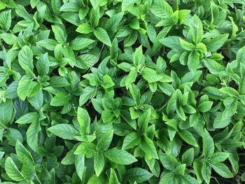 Full frame shot of leaves growing on field