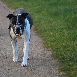 Dog running on field