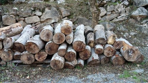 Stack of logs on field in forest