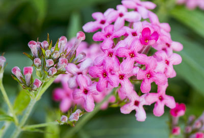 Close-up of pink flowering plant