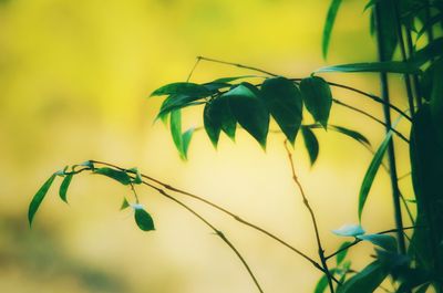 Close-up of leaves growing on plant