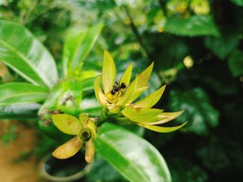 Close-up of bee on flower