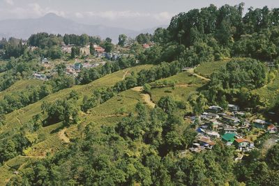Green tea garden and mountain village singamari, offbeat tourist destination near darjeeling, india