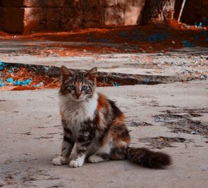 Portrait of cat sitting outdoors