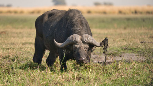 View of buffalo on field