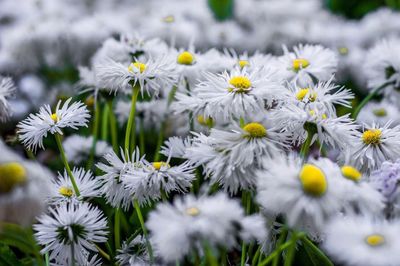 Close-up of white daisy flowers blooming on field