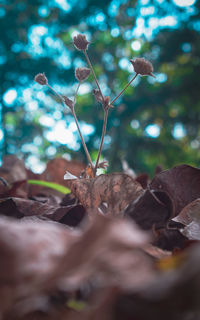 Close-up of dry leaves on tree