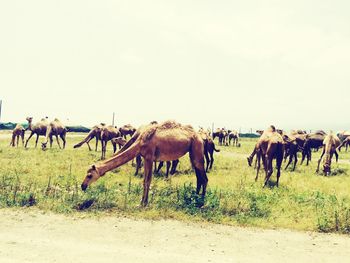 Horses on field against clear sky