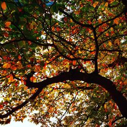 Low angle view of tree in autumn