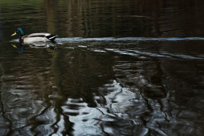 Swan swimming in water