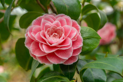 Pink camellia japonica giardino schmitz. close-up of a beautiful pink camellia japonica in spring. 