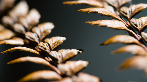 Close-up of dry leaves
