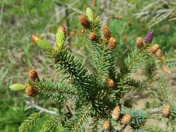 Close-up of pine tree