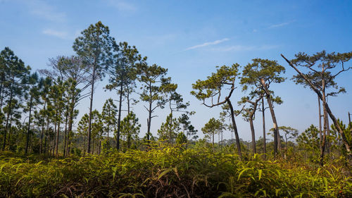 Trees growing in forest against sky