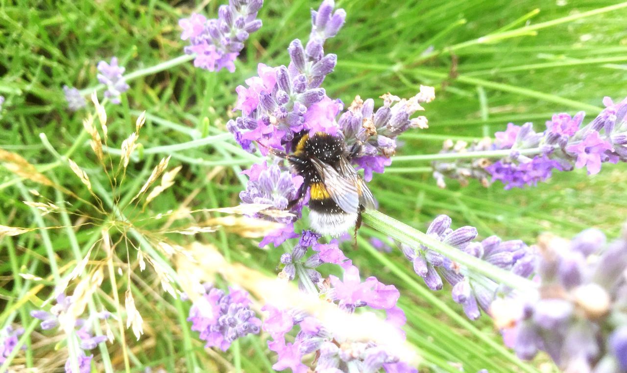 flower, fragility, nature, purple, growth, insect, one animal, plant, petal, freshness, animal themes, beauty in nature, flower head, pollination, day, no people, outdoors, animals in the wild, bee, bumblebee, close-up, blooming