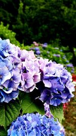 Close-up of purple flowers blooming in park