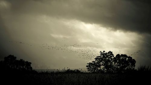 Bird flying over trees