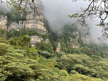 High angle view of trees in forest
