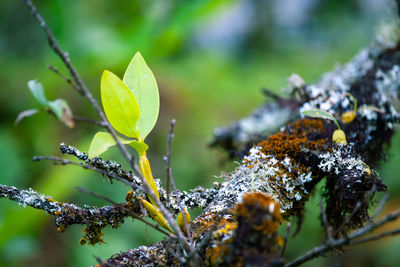 Close-up of snow on plant