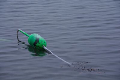 Close-up of caterpillar in water