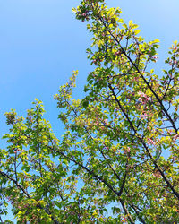 Low angle view of flowering tree against blue sky