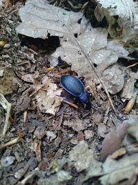 Close-up of insect on ground