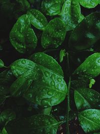 Full frame shot of wet leaves