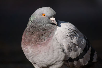 Close-up of seagull perching