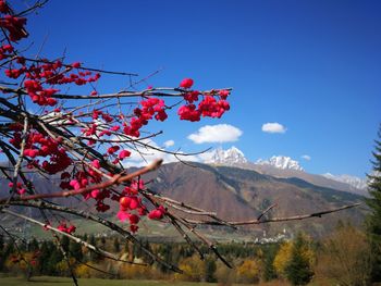 Low angle view of flowering plant against mountain