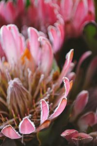 Close-up of pink flowers