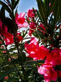 Low angle view of pink flowers