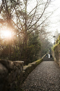 Close-up of tree trunk